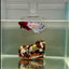 Plakat Dumbo Marble Dot Female Betta #J54