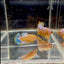 Yellow Fancy Copper Star A04 Plakat- Female Betta