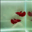 Halfmoon Super Red Female Betta #N94,N95,N96
