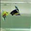 Plakat Yellow Blue Hellboy Male Betta #Jul38