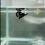 Plakat Black Samurai Male Betta #N53
