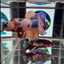 Koi Candy Multicolor A17 Plakat - Male Betta