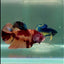 Plakat Nemo Male Betta Giant #Jul02