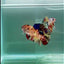 Plakat Koi Orange Giant Female Betta #Ju09