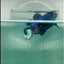 Plakat Red Fancy Copper Female Betta #Ma21