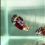 Plakat Koi Multicolor Female Betta #Au73