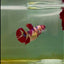 Plakat Koi Multicolor Female Betta #M133