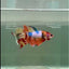 Halfmoon Koi Multicolor Female Betta #Ju35