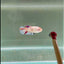 [Young] Giant White Base Multicolor S55 Plakat- Female Betta
