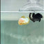 Plakat Yellow Fancy Copper Female Betta #Au60