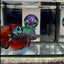 Avatar Galaxy Vampire Halfmoon J02 - Male Betta