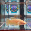 Dumbo Super Gold A93 Plakat - Female Betta