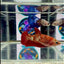 Red Gold Galaxy dust J42 Plakat- Female Betta