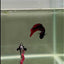 Halfmoon Avatar Black Vampire Female Betta #D04