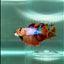 Halfmoon Koi Multicolor Female Betta #Au83