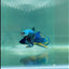 Plakat Alien Samurai Male Betta #A223