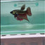 Plakat Smaragdina Male Betta #M20