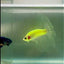 Halfmoon Pure Green Eye Male Betta #Jul09