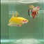 Plakat Yellow Vanda Male Betta #Ju16