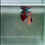 Koi Multicolor Metallic S53 Halfmoon - Male Betta