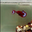 Plakat Startail Red Fancy Hellboy Female Betta #J47
