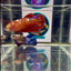 Red Gold Galaxy J51 Plakat- Female Betta