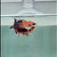 Crowtail Koi Multicolor Female Betta #Au25