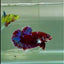 Plakat Red Gold Galaxy Male Betta #Jul28