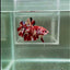 [Rare] Giant Nemo S70 Plakat - Male Betta