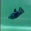 Plakat Blue Samurai Female Betta #Ma29