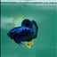Plakat Blue Samurai Male Betta #Ma10