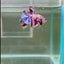 [Rare] Young Giant White Candy S71 Plakat - Male Betta
