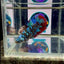 Avatar Galaxy J44 Halfmoon - Female Betta
