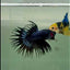 Crowntail Black Orchid Male Betta #Ju24