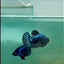 Plakat Blue Samurai Female Betta #Ma31