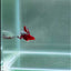 Red Wood Samurai S24 Plakat - Male Betta