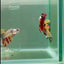 Plakat Koi Multicolor Male Betta #Ju27