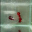 Halfmoon Red Rose Male Betta #N105