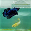 Plakat Blue Samurai Male Betta #Ma12