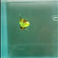 Plakat Koi Green Eye Female Betta #Ju12