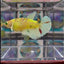 Dumbo Koi green eye A136 Plakat - Female Betta
