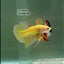 Plakat Yellow Vanda Male Betta #Ju15