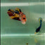 Plakat Koi Multicolor Giant Female Betta #Jul06