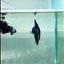Plakat Blue Samurai Male Betta #Au62