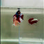 Plakat Koi Multicolor Male Betta Giant #N04