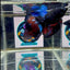 Avatar Galaxy J07 Halfmoon - Male Betta