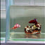 Plakat Nemo Classic Male Betta #J21