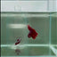 Halfmoon Red Male Betta #N108