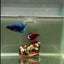Plakat Avatar Galaxy Male Betta #J33