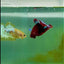 Plakat Red Fancy Hellboy Male Betta #Ma08